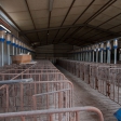 Finca ganadera de 234 hectáreas en venta en Zafra, Badajoz
