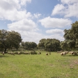 Finca de 115 hectáreas en venta en Sierra de Huelva, , Huelva