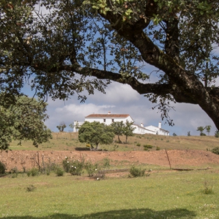 aaaFinca  de 115 hectáreas en venta en Sierra de Huelva (2307)